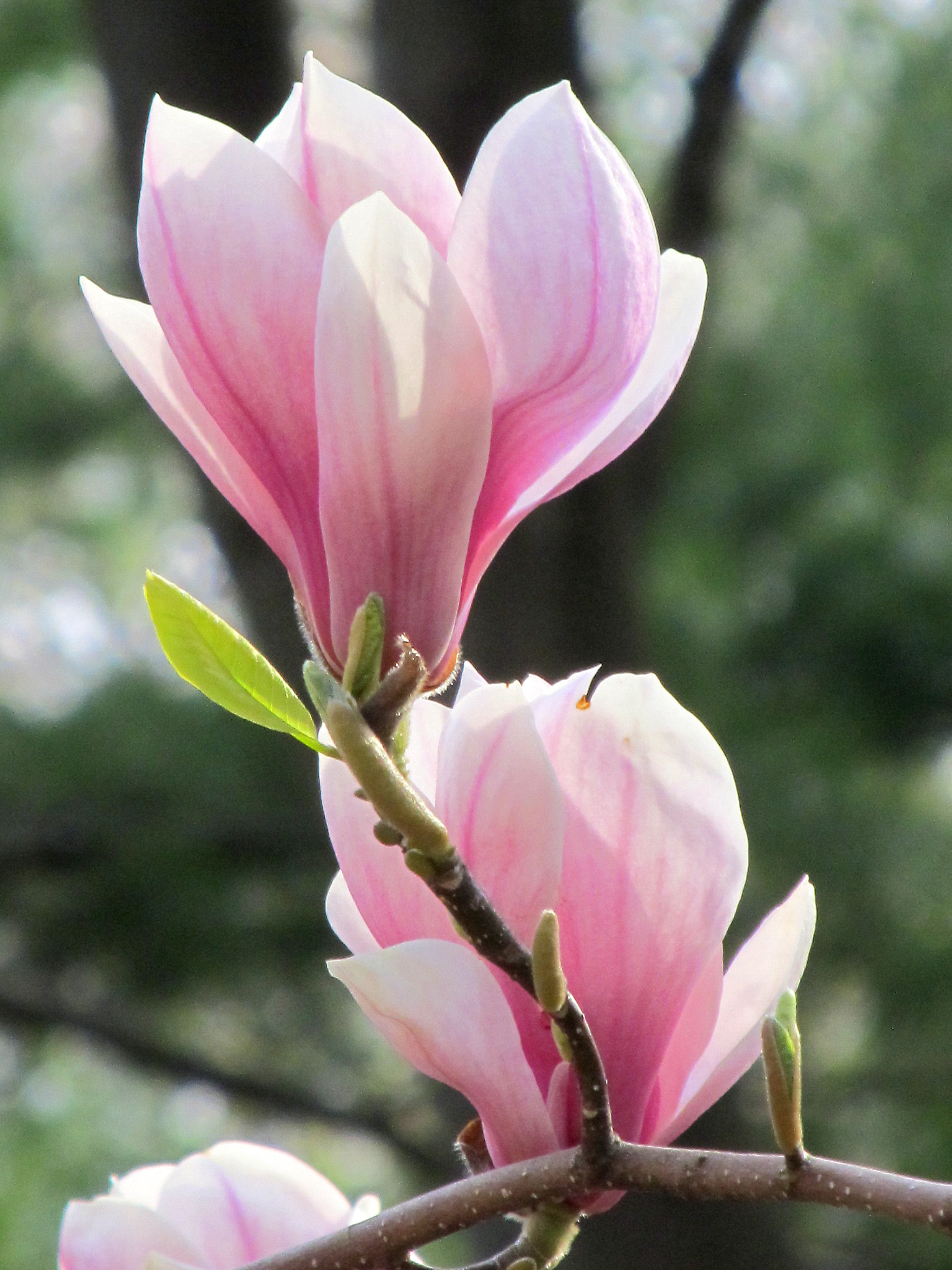 Pink Magnolia Flower Magnolia. what flowers do you